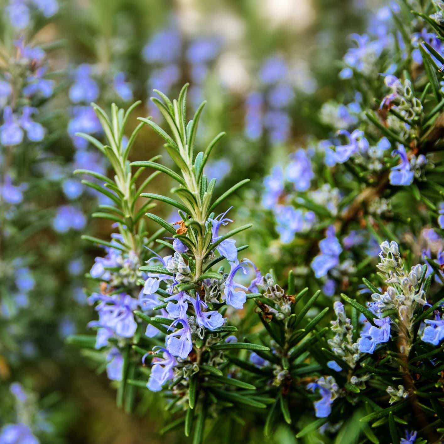 Miel de Romarin – Image 2