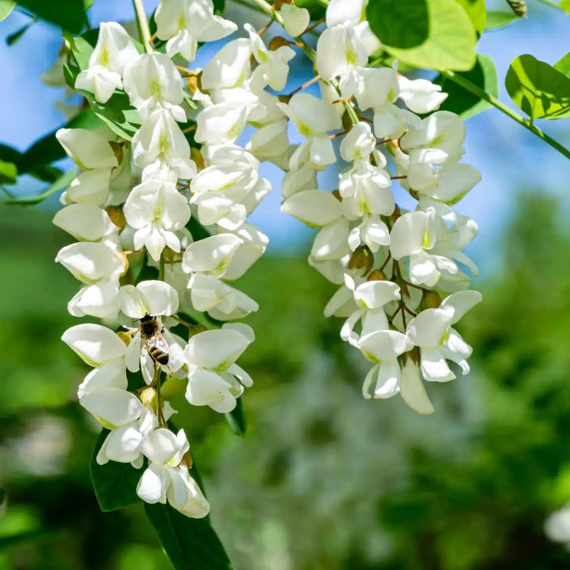 Miel d’Acacia – Image 2