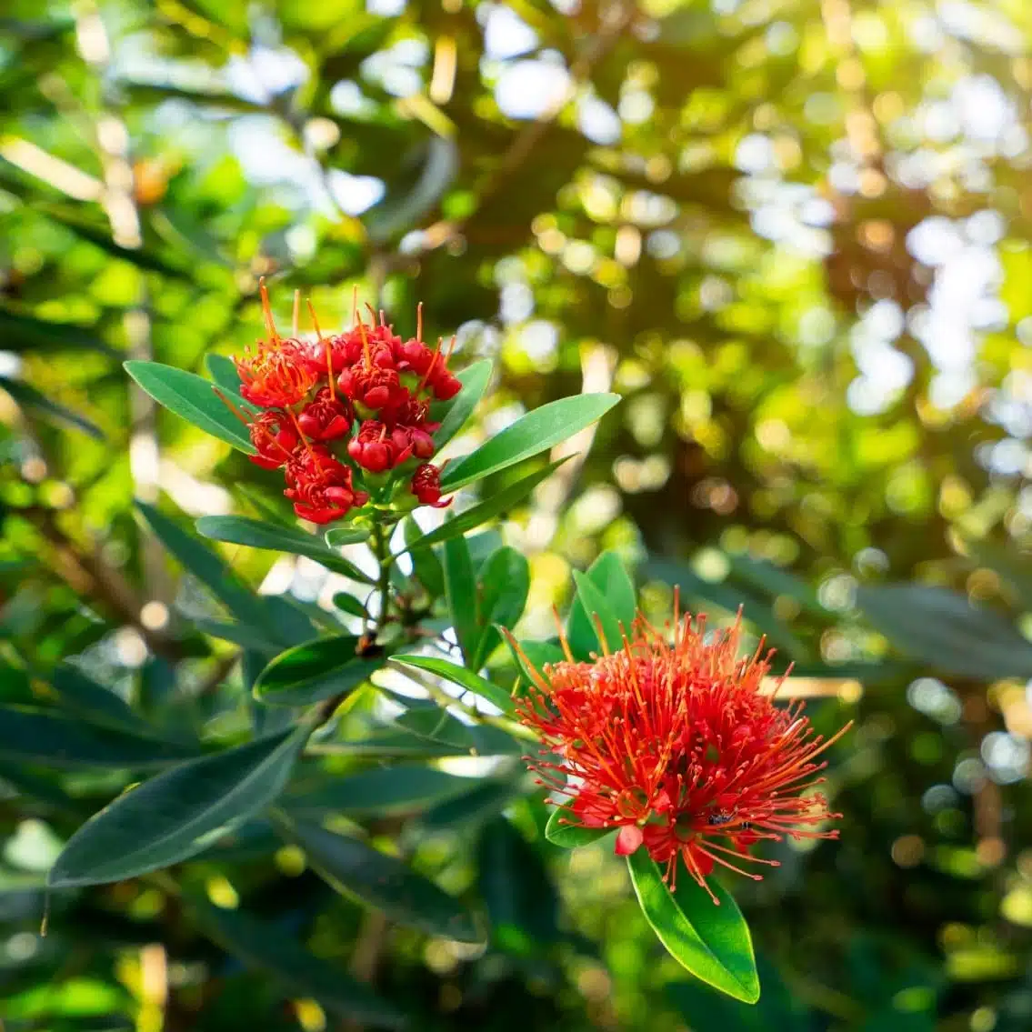 Miel d’Eucalyptus – Image 2