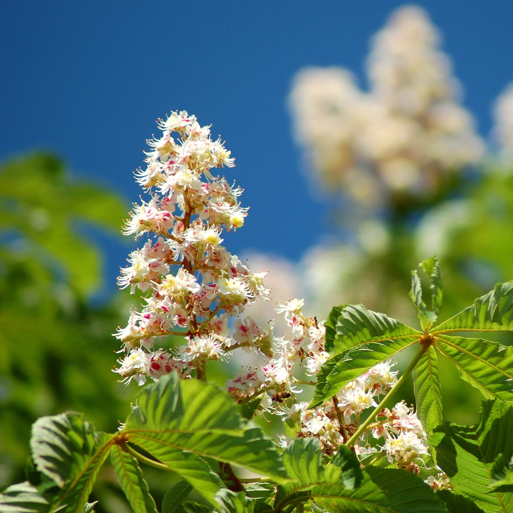 Miel de Châtaignier – Image 2