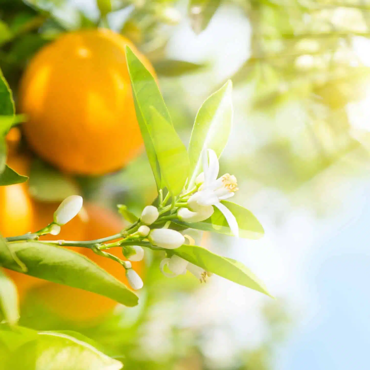 Miel de Mandarinier – Image 2